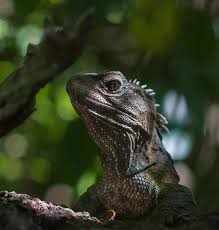 Nationwide Reptile Insurance – Protect Your Investment